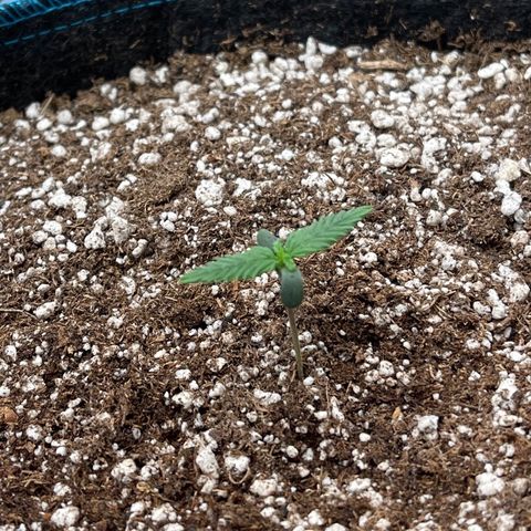 Lowryder #2 growlog timeline photo
