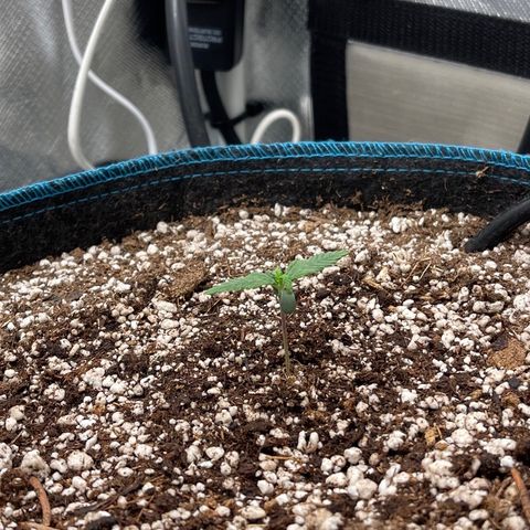 Lowryder #2 growlog timeline photo