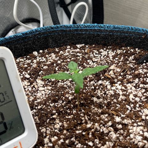 Lowryder #2 growlog timeline photo