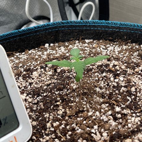 Lowryder #2 growlog timeline photo