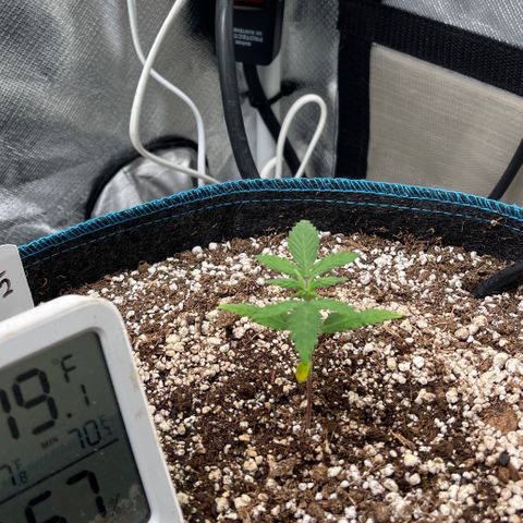 Lowryder #2 growlog timeline photo