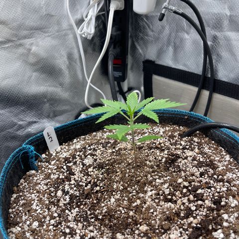 Lowryder #2 growlog timeline photo