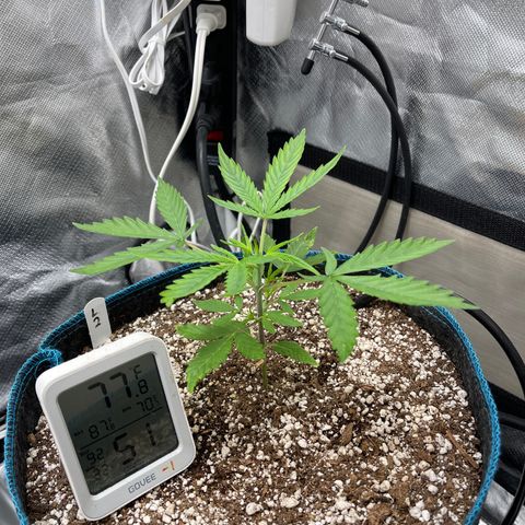 Lowryder #2 growlog timeline photo