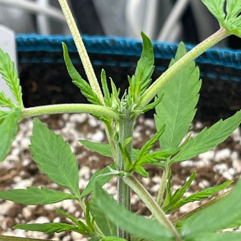 Lowryder #2 growlog timeline photo