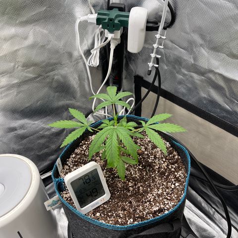 Lowryder #2 growlog timeline photo