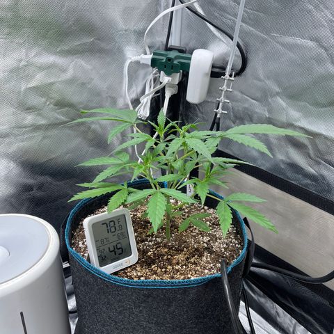 Lowryder #2 growlog timeline photo