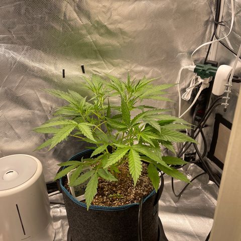 Lowryder #2 growlog timeline photo