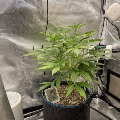 Lowryder #2 growlog timeline photo