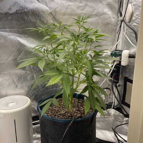 Lowryder #2 growlog timeline photo