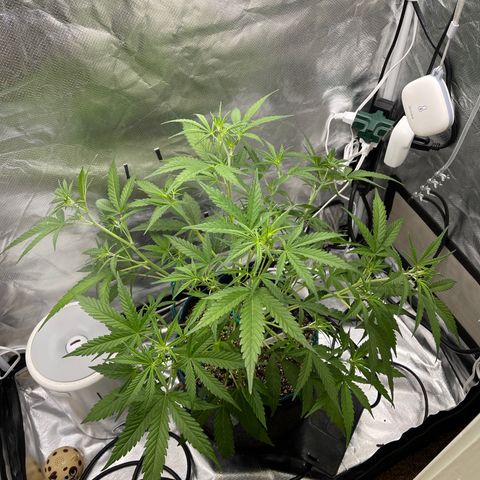Lowryder #2 growlog timeline photo