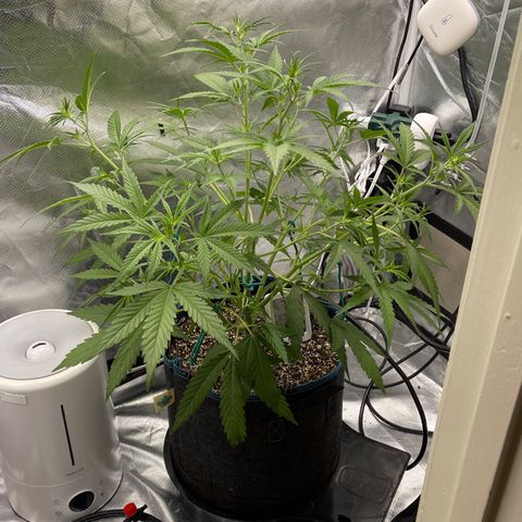 Lowryder #2 growlog timeline photo