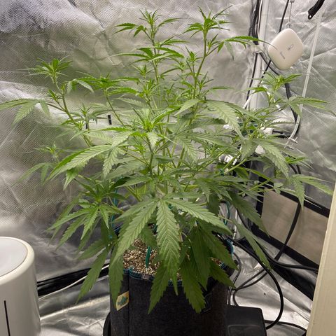 Lowryder #2 growlog timeline photo