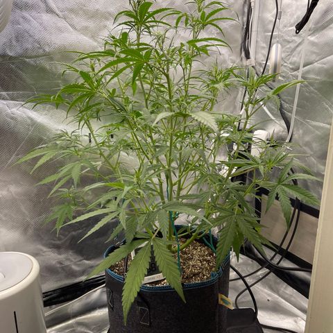 Lowryder #2 growlog timeline photo