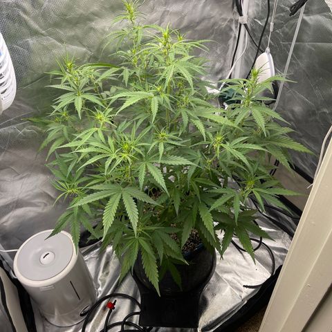 Lowryder #2 growlog timeline photo