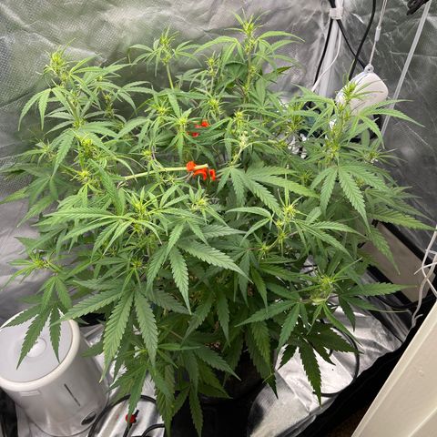 Lowryder #2 growlog timeline photo