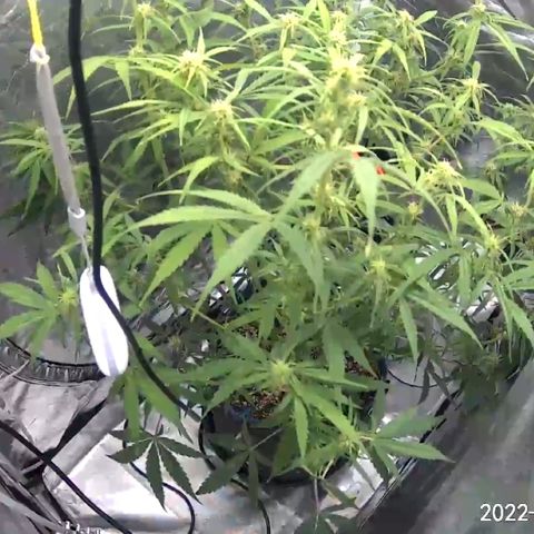 Lowryder #2 growlog timeline photo