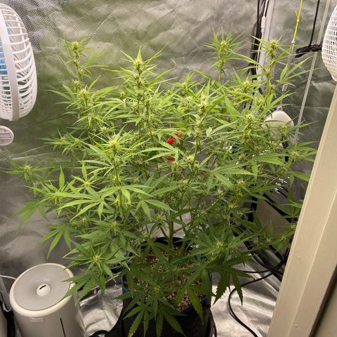 Lowryder #2 growlog timeline photo