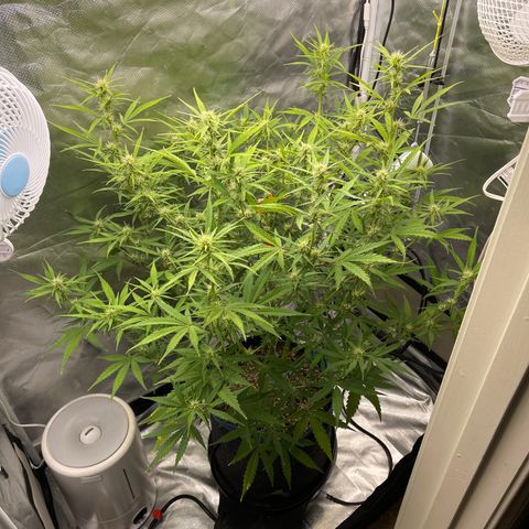Lowryder #2 growlog timeline photo