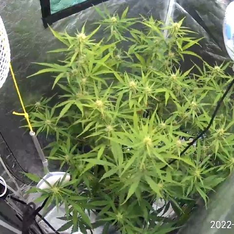 Lowryder #2 growlog timeline photo