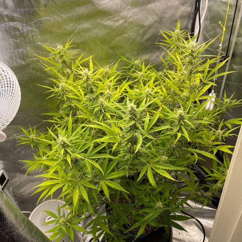 Lowryder #2 growlog timeline photo