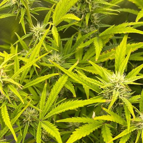 Lowryder #2 growlog timeline photo