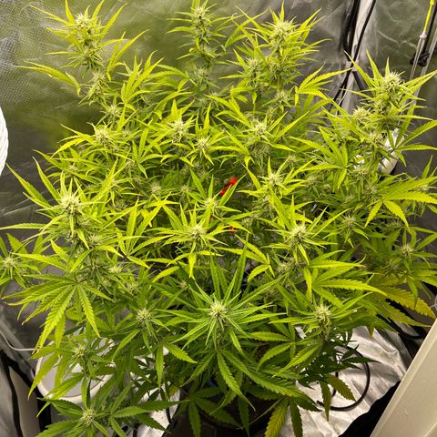 Lowryder #2 growlog timeline photo