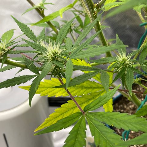 Lowryder #2 growlog timeline photo