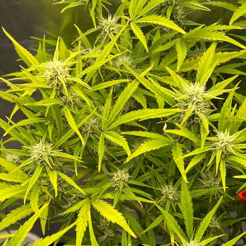 Lowryder #2 growlog timeline photo