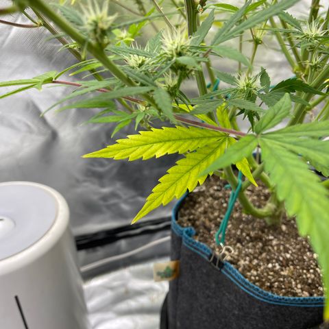 Lowryder #2 growlog timeline photo