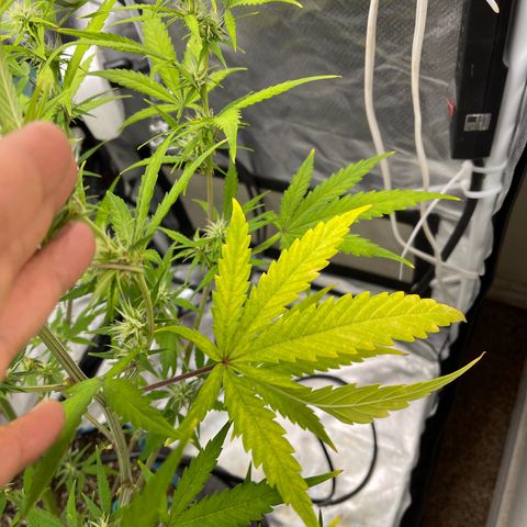 Lowryder #2 growlog timeline photo