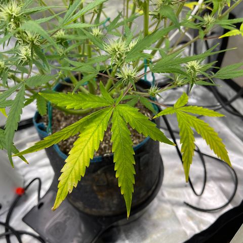 Lowryder #2 growlog timeline photo