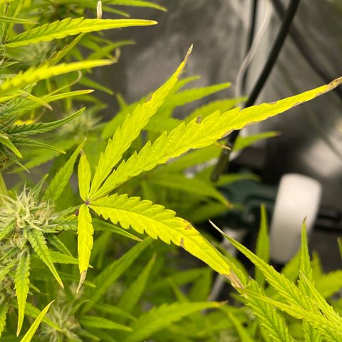 Lowryder #2 growlog timeline photo