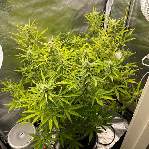 Lowryder #2 growlog timeline photo