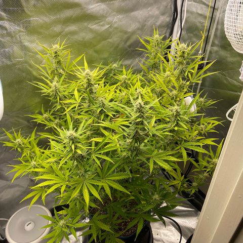 Lowryder #2 growlog timeline photo