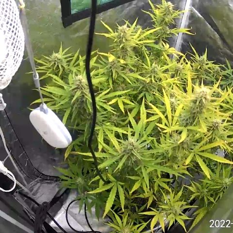 Lowryder #2 growlog timeline photo