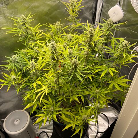 Lowryder #2 growlog timeline photo