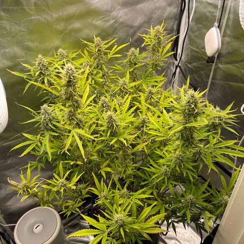 Lowryder #2 growlog timeline photo