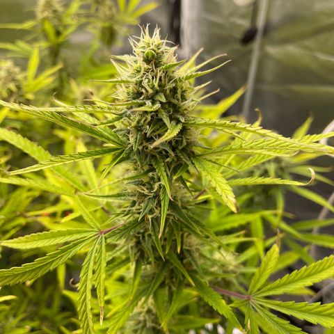 Lowryder #2 growlog timeline photo
