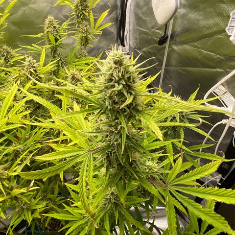 Lowryder #2 growlog timeline photo