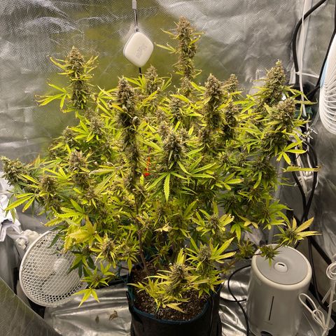 Lowryder #2 growlog timeline photo