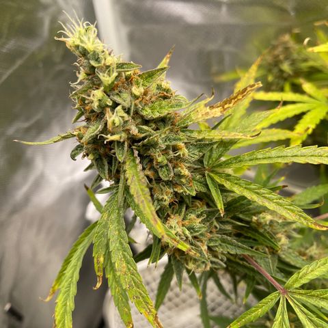 Lowryder #2 growlog timeline photo