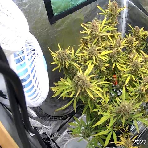 Lowryder #2 growlog timeline photo