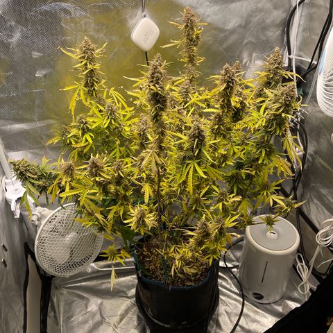 Lowryder #2 growlog timeline photo