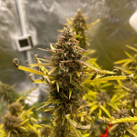 Lowryder #2 growlog timeline photo