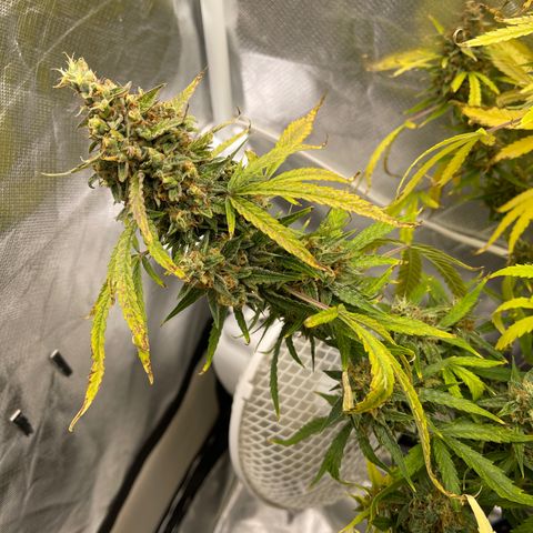 Lowryder #2 growlog timeline photo