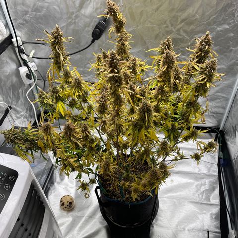 Lowryder #2 growlog timeline photo