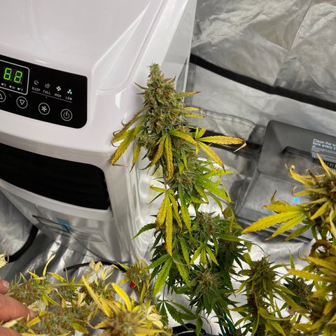 Lowryder #2 growlog timeline photo