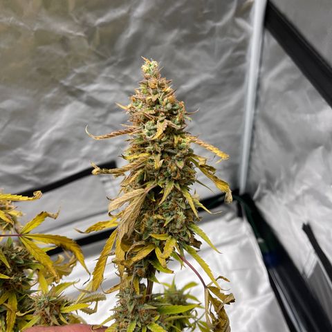 Lowryder #2 growlog timeline photo