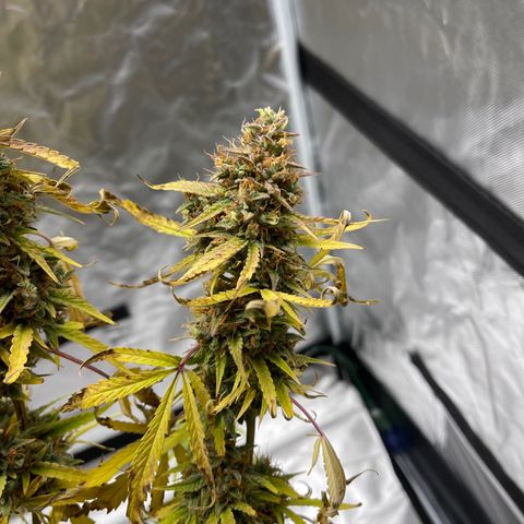 Lowryder #2 growlog timeline photo