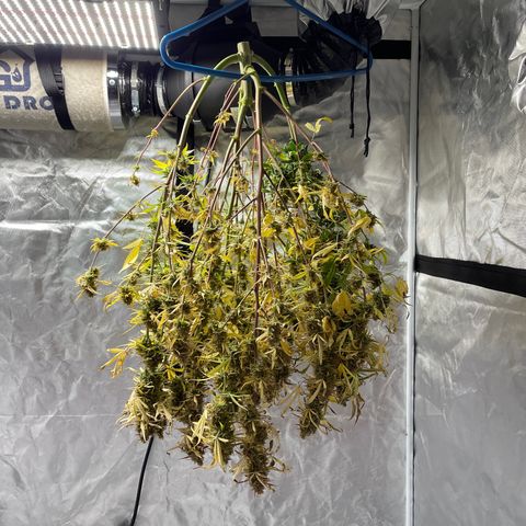 Lowryder #2 growlog timeline photo